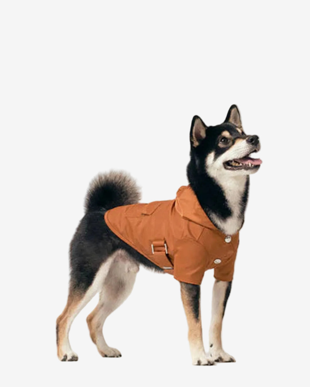 Dog wearing a brown coat on a white background