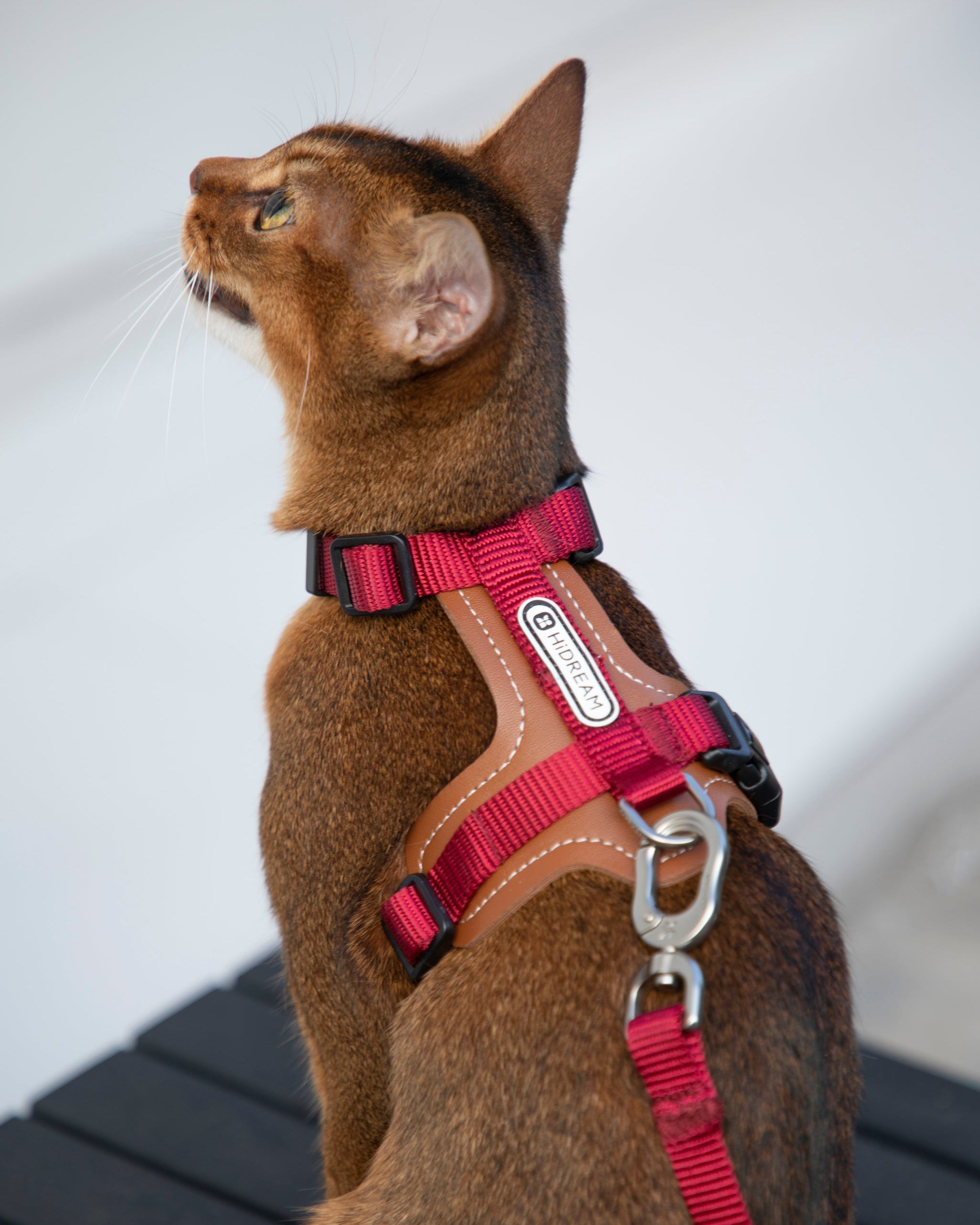 Premium Leather Cat Harness and Leash Set