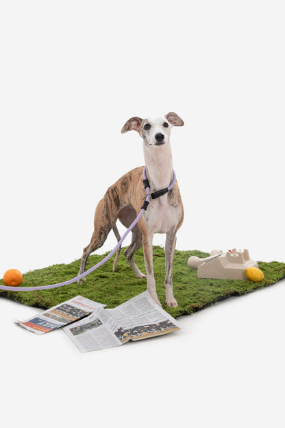 Leather Handle Training Dog Leash