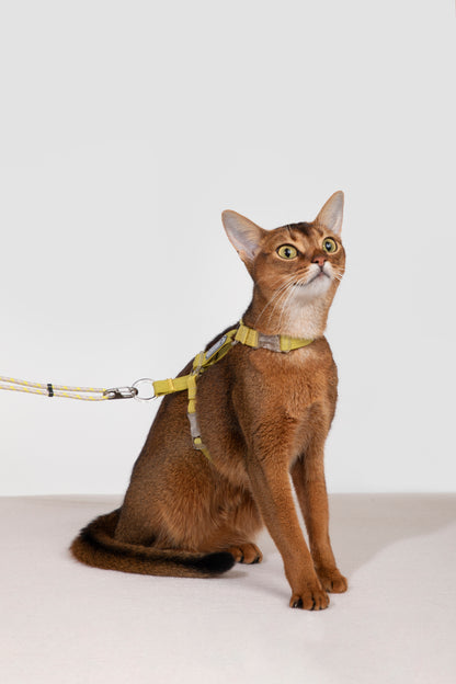 Freedom Exploration Cat Harness and Leash Set