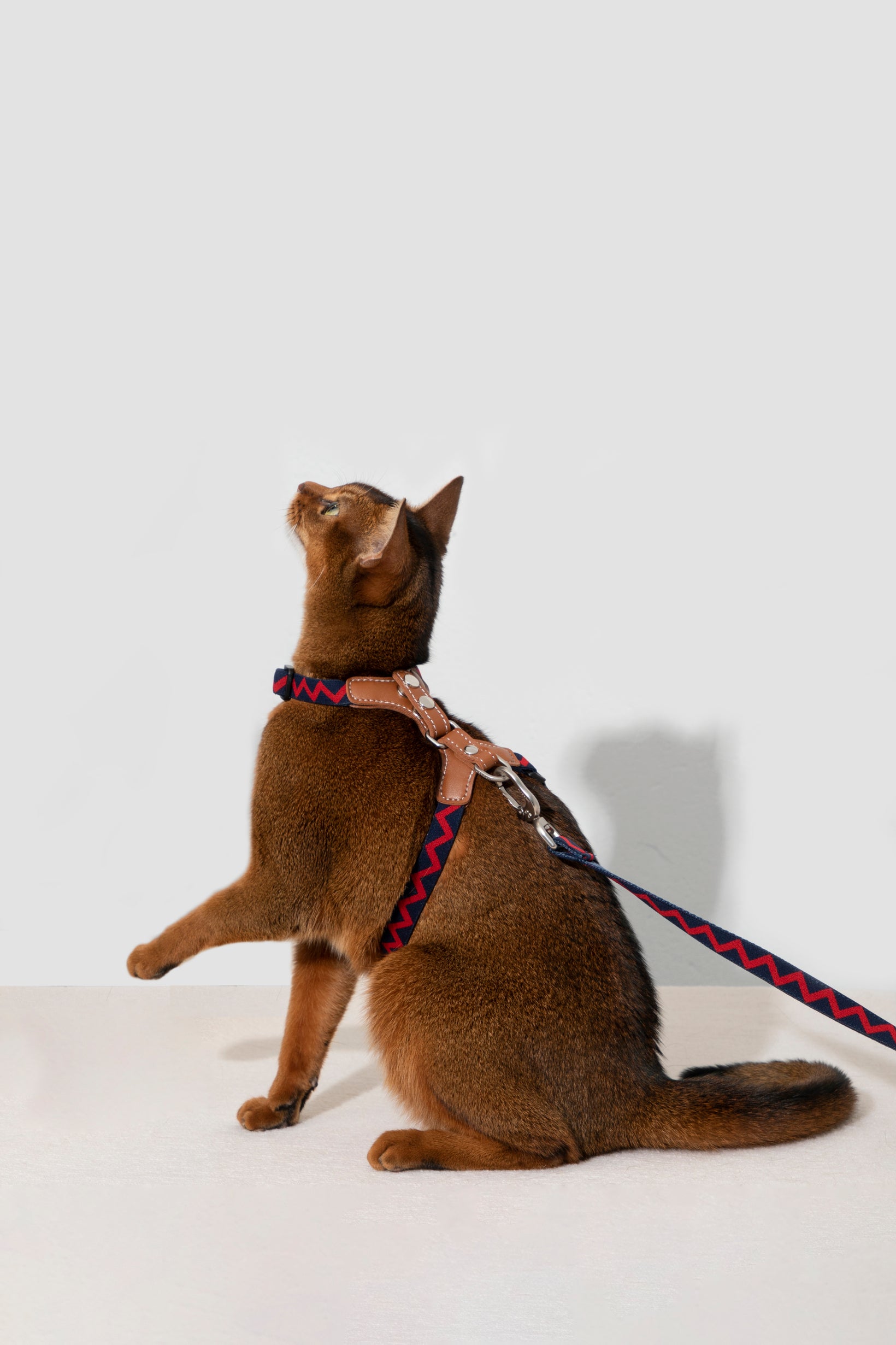 Back Adjustable Leather Cat Harness and Leash Set