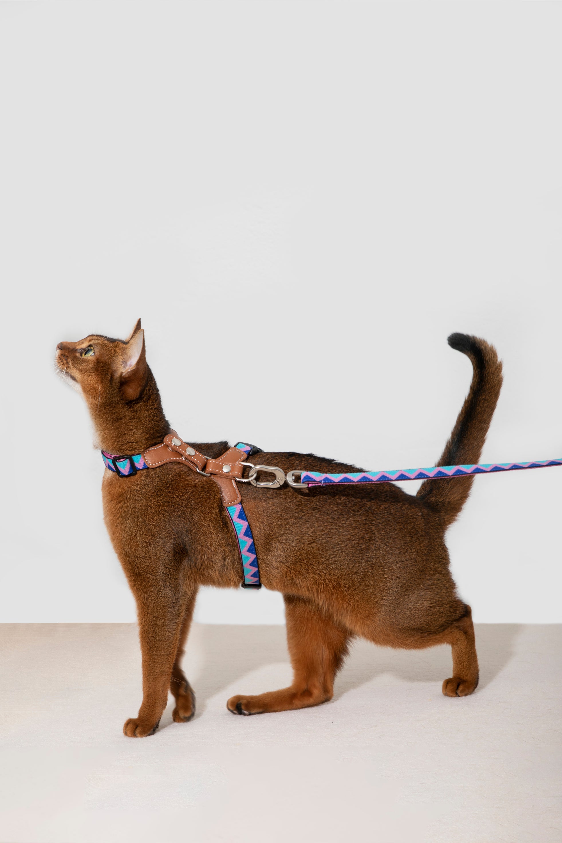 Back Adjustable Leather Cat Harness and Leash Set