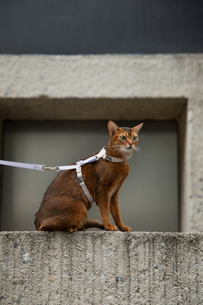 Two-Tone Leather Cat Harness & Leash Set