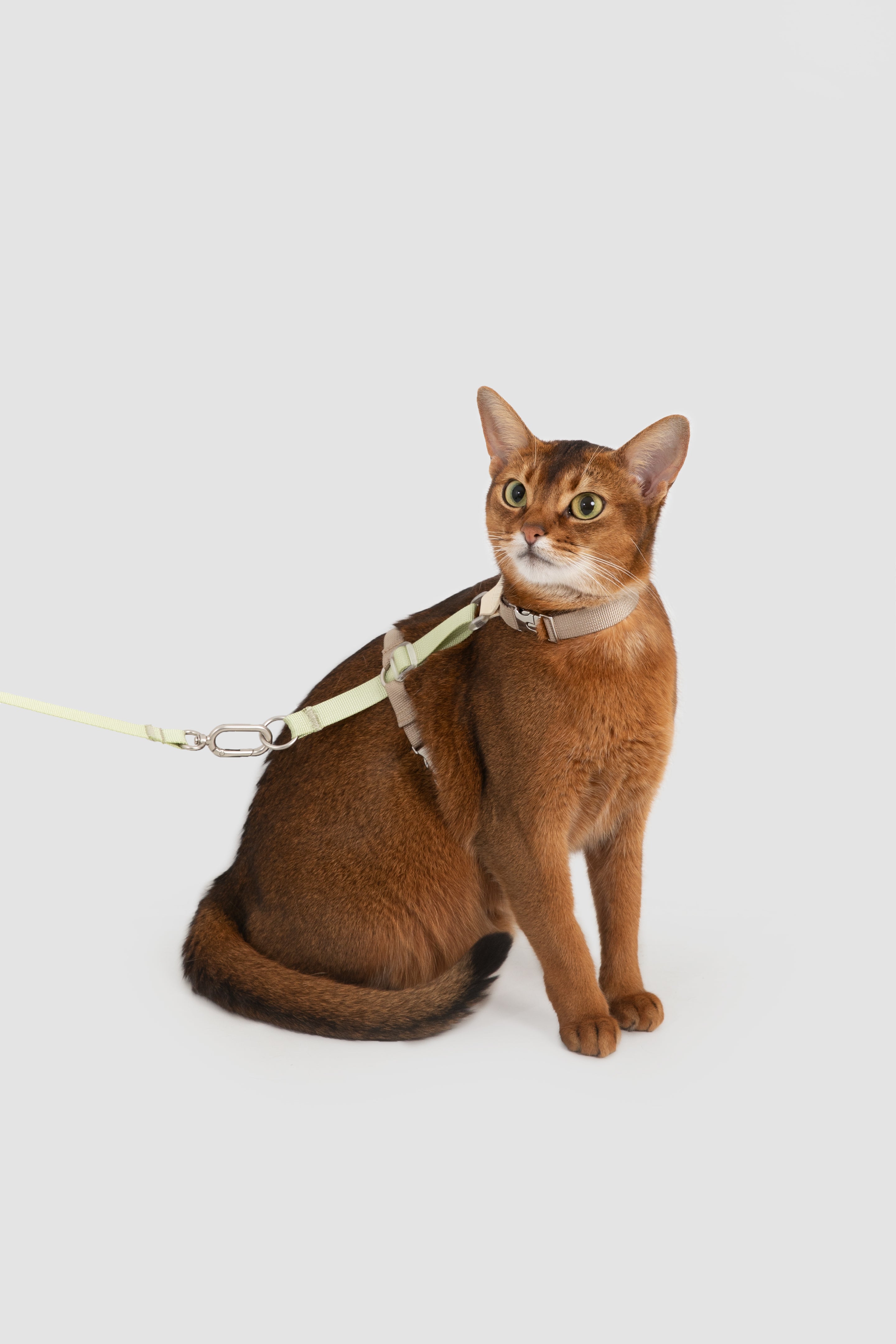 Two-Tone Leather Cat Harness & Leash Set