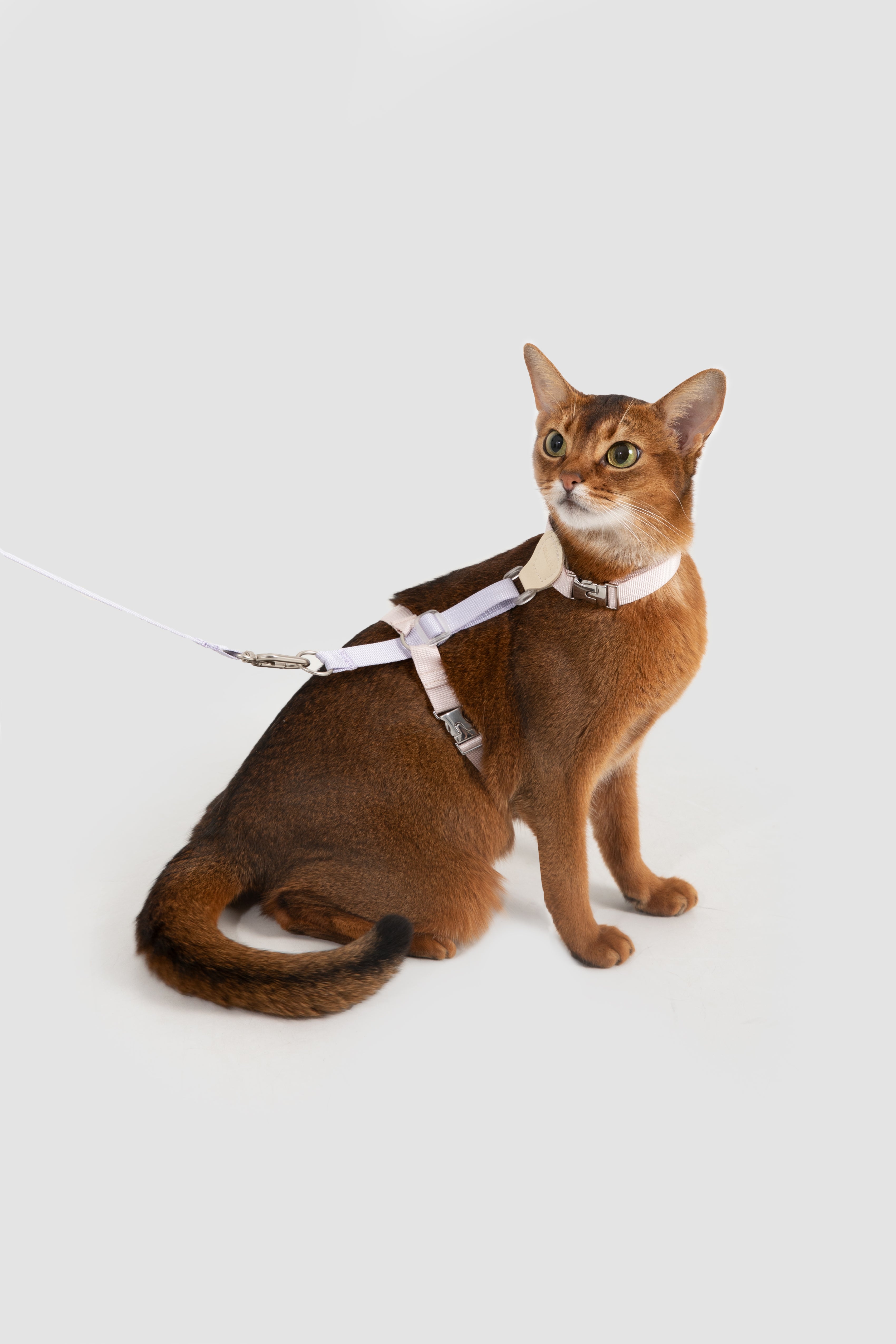 Two-Tone Leather Cat Harness & Leash Set
