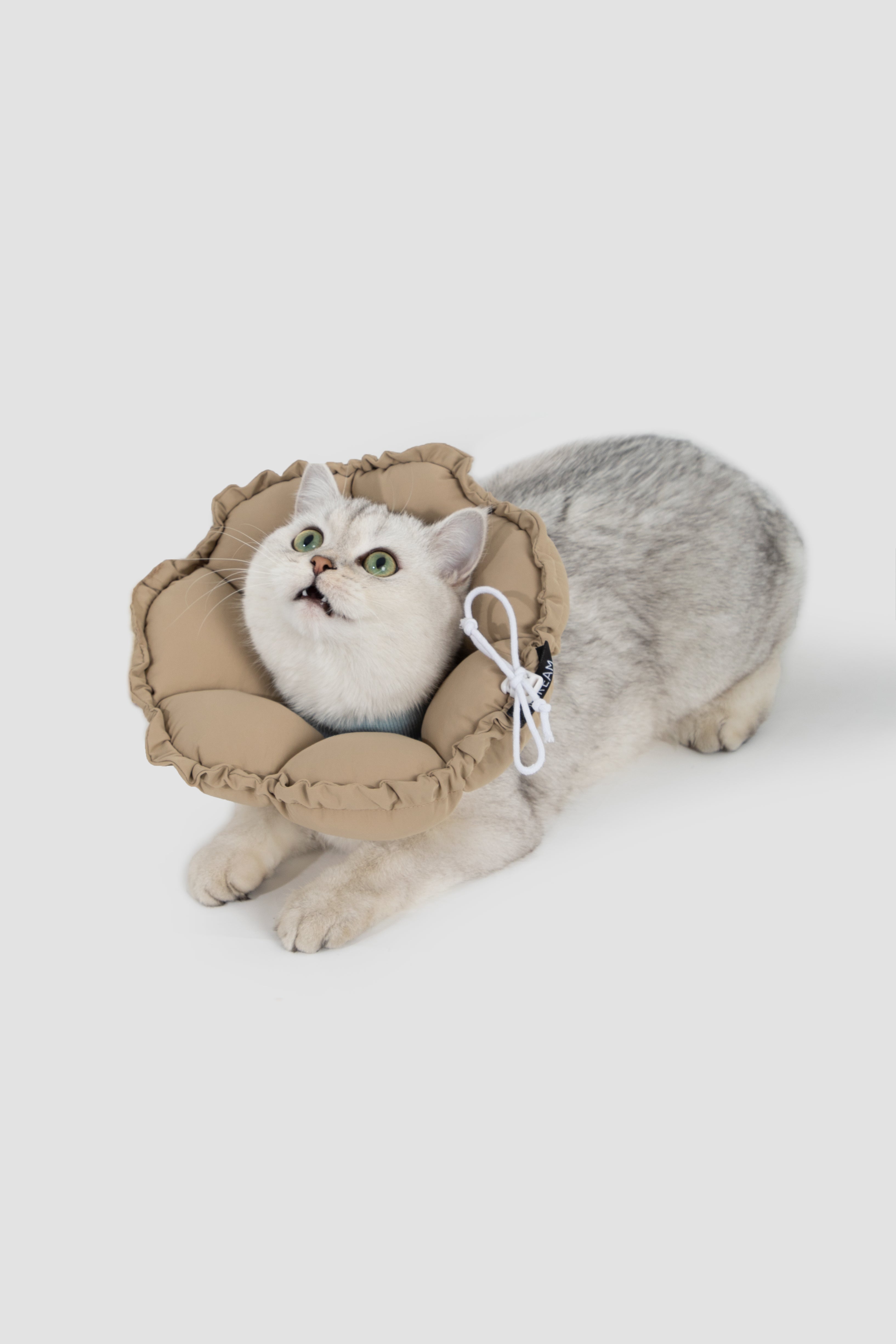 Floral Pet Recovery Collar Plus