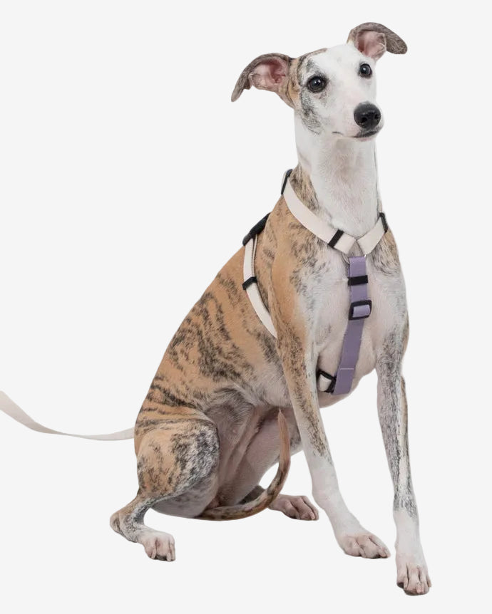 Dog wearing a harness on a white background