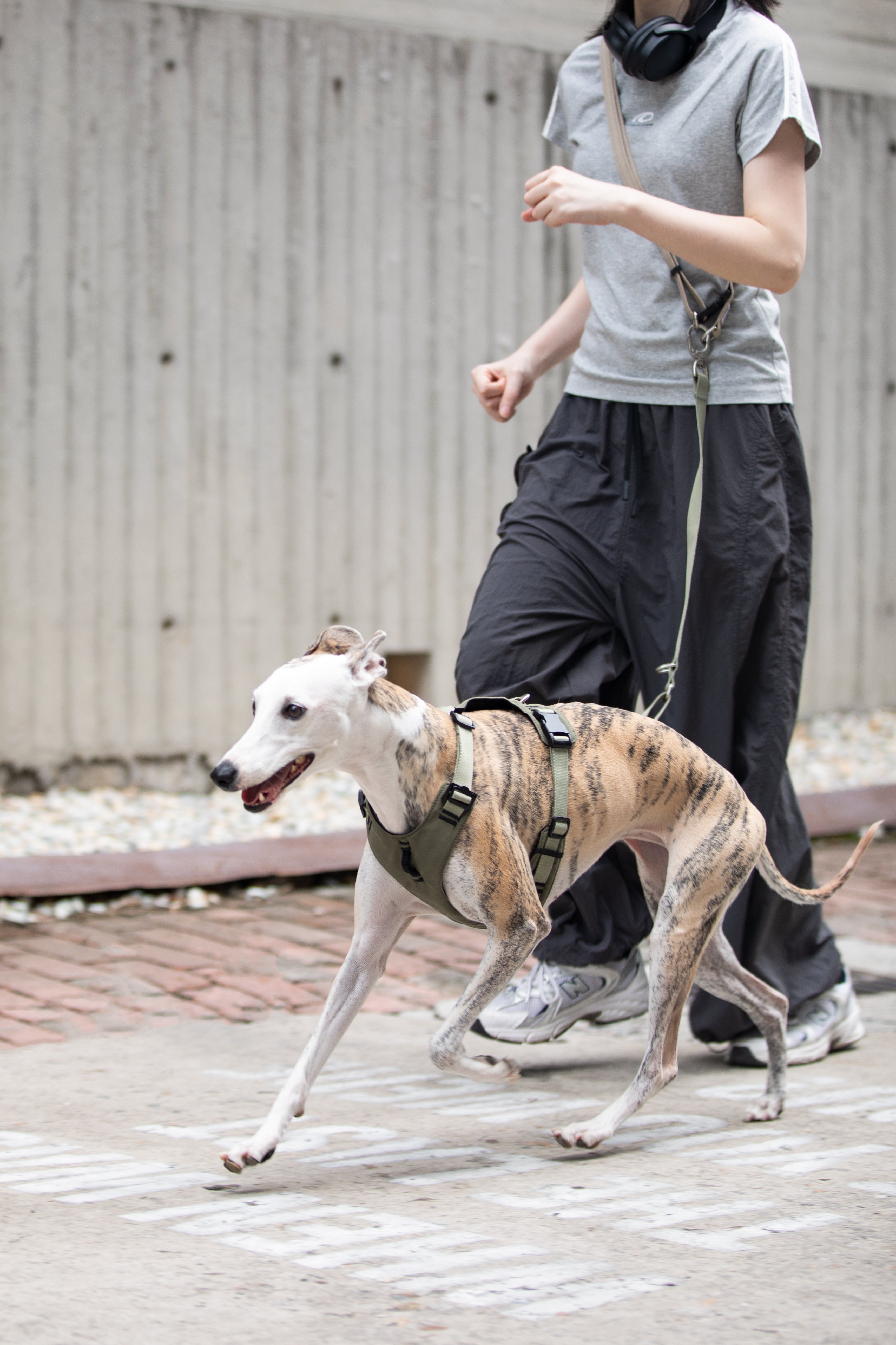 Comfort Sport Dog Harness