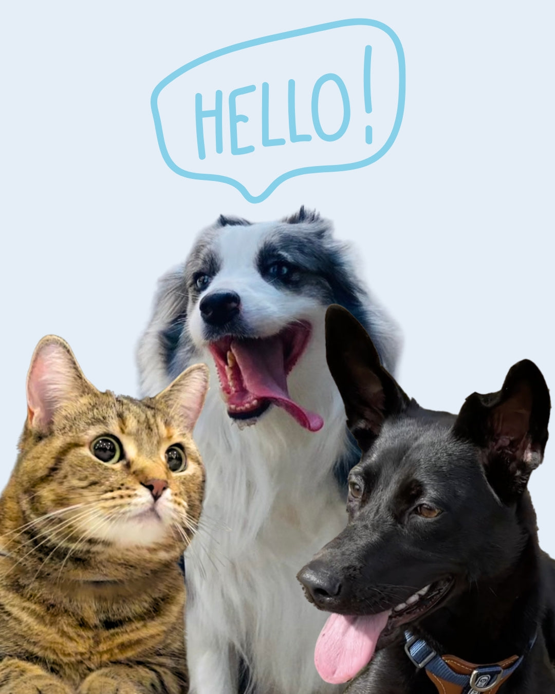 Friendly dog and cat brand ambassadors saying hello – playful lifestyle image by MAYA