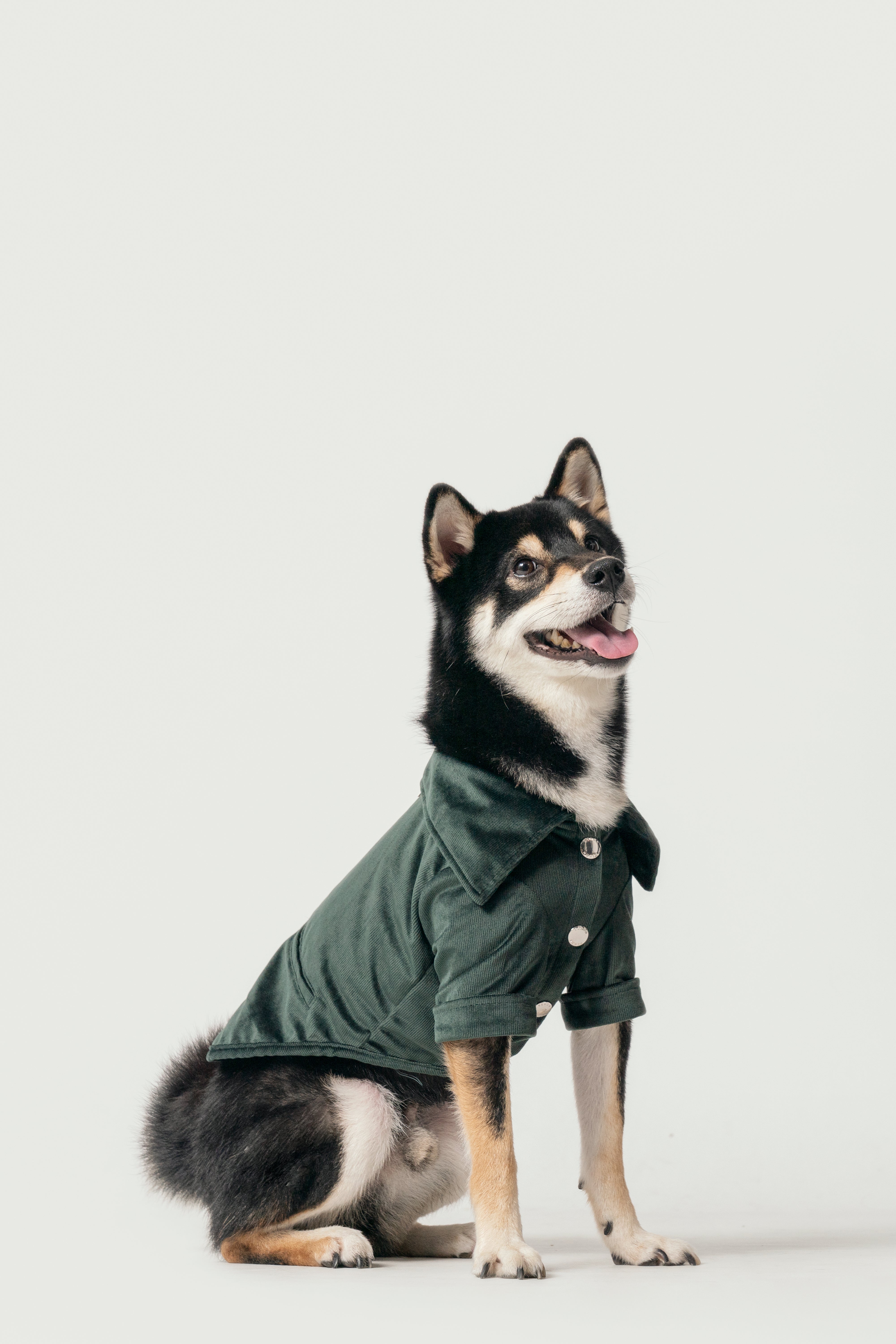 Stainway Pet Shirt