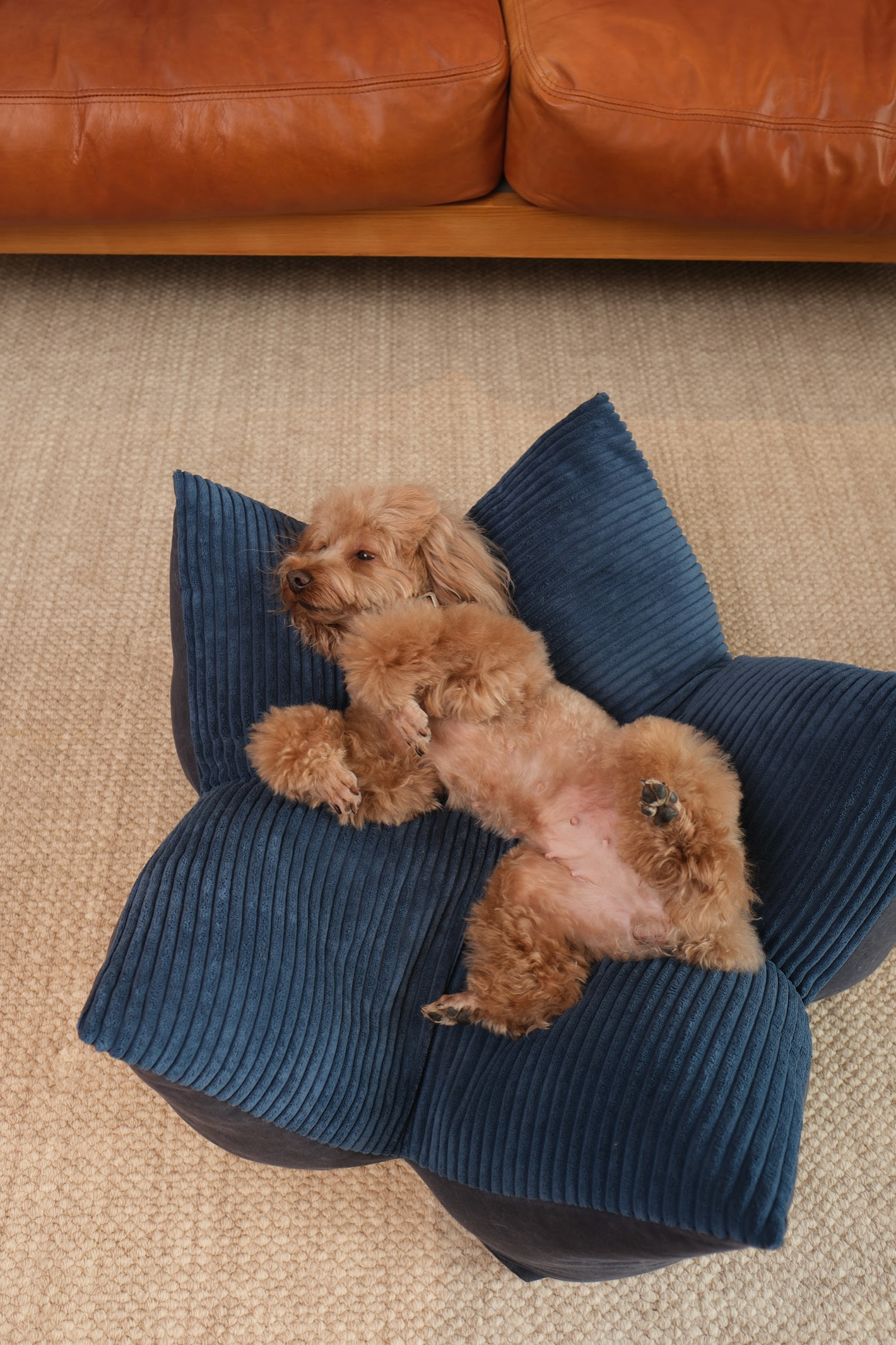 [OULU X Pehom] Cuddle Pet Pillow Bed - Navy Blue