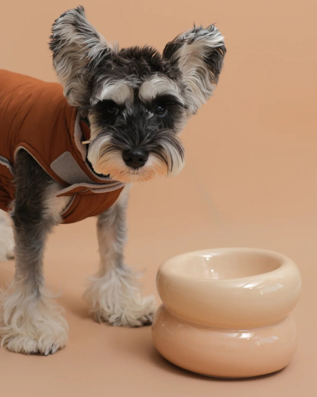 Dog wearing a brown sweater standing next to a beige ceramic bowl on a beige background