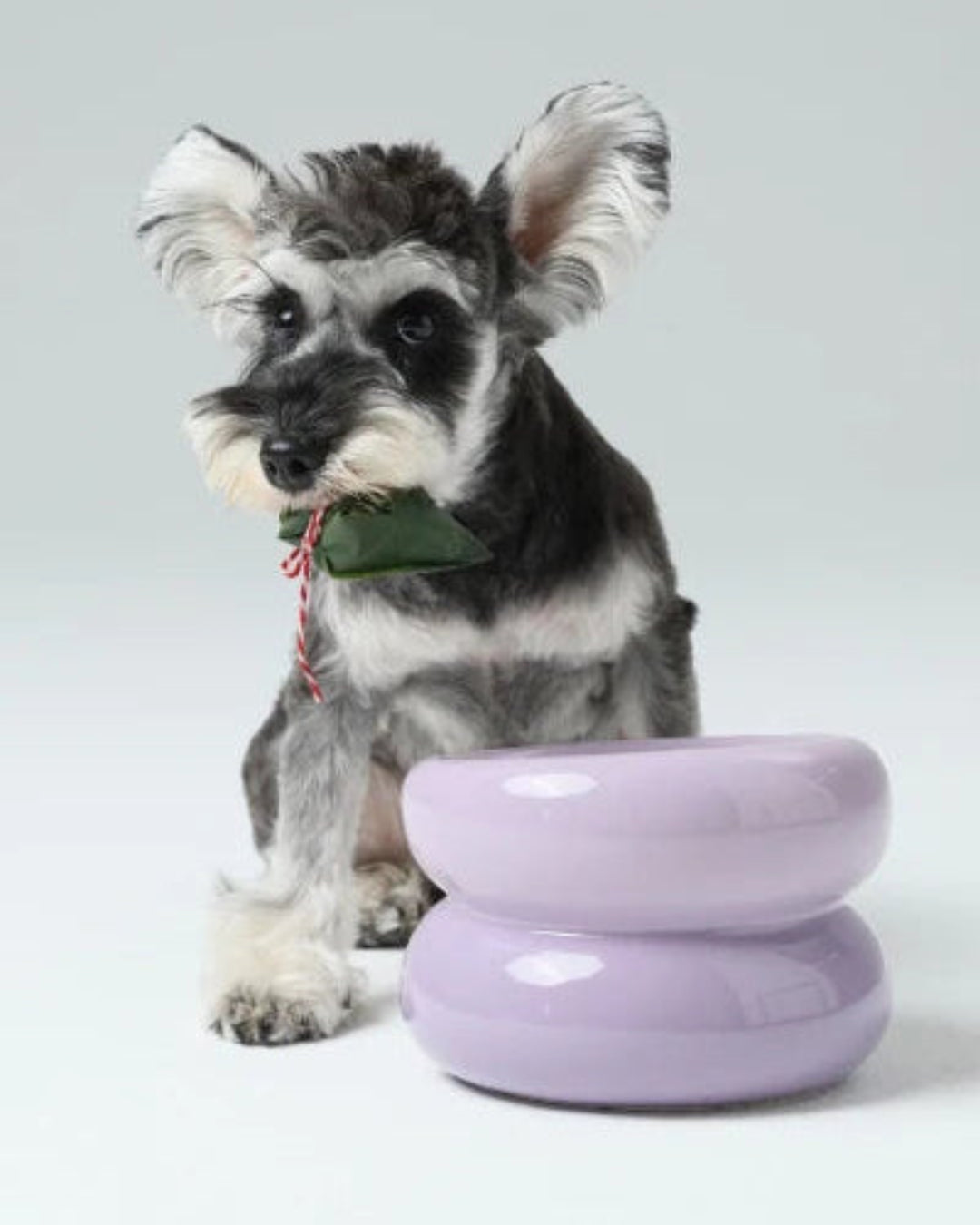 Dog with a purple ceramic pet bowl on a white background