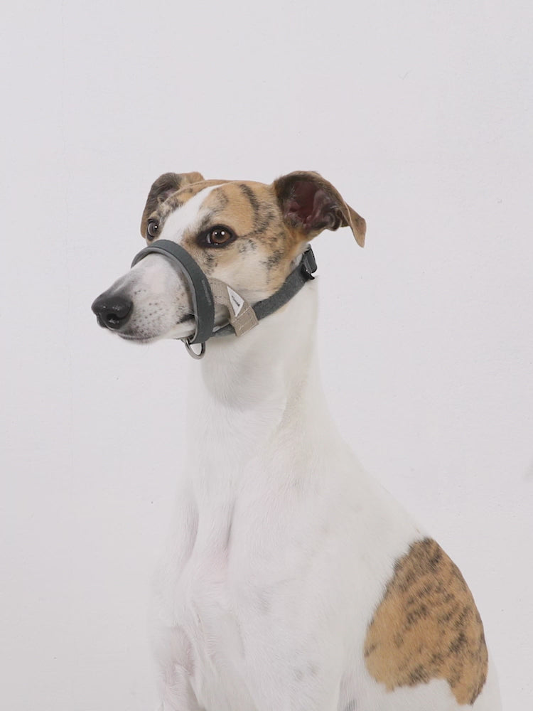 Multi-Function Training Dog Head Collar