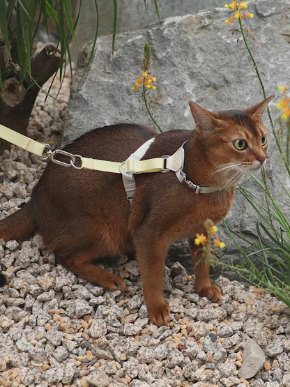 Two-Tone Leather Cat Harness & Leash Set