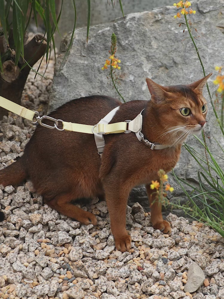 Two-Tone Leather Cat Harness & Leash Set